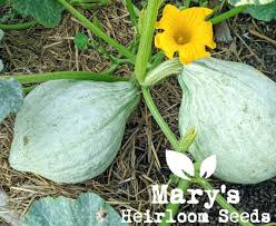 Image result for Chrysochloa hubbardiana