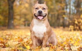 🥇 Nature animals dogs autumn wallpaper | (113296)