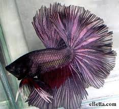 Purple Betta Fish Betta Betta Fish Fish