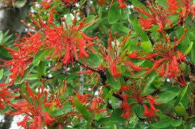 Image result for Buchnerodendron