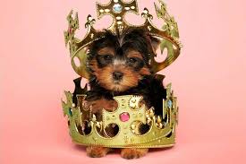 Specializing in hypoallergenic small & tiny breeds. 5 Best Yorkie Breeders In Texas Dogblend