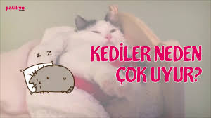 Ayakta Uyuyan 21 Yavru Kedi Youtube