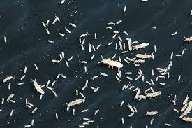 We did not find results for: Springtails Umn Extension