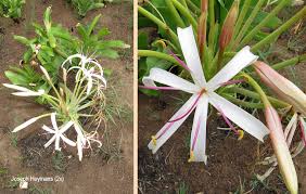 Image result for Crinum buphanoides