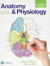 Anatomy coloring book coloring books coloring sheets child life specialist heart anatomy. Anatomy And Physiology Coloring Workbook A Complete Study Guide Amazon De Marieb Elaine N Brito Simone Fremdsprachige Bucher