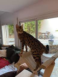 epingle par yla930 sur savannah f1 serval
