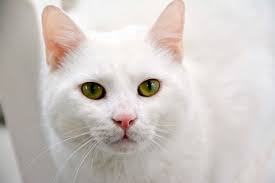 UPDATE: Thank you to everyone who messaged me about Ghost or shared this  post. He found a great new home with huskie sisters. Hey everyone,  unfortunately Ghost cannot stay any longer with