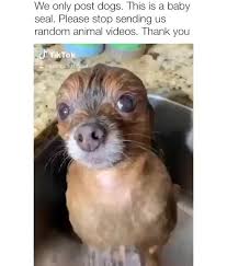 We Only Post Dogs This Is A Baby Seal Please Stop Sending Us Random Animal Videos Thank You Popular Meme Cute Animals Cute Baby Animals Baby Animals Funny