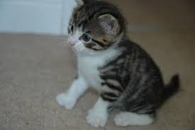 Download and use 7,000+ kitten stock photos for free. 3 Super Cute Kittens For Sale Gravesend Kent Pets4homes