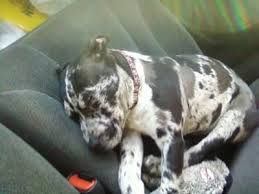Merle Dogs Pitbulls Merle Pitbull Http Www Out And About With Your Dog Com Blue Merle Staffy Dog Merle Pitbull Unusual Dog Breeds