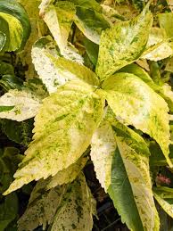 Image result for Acalypha