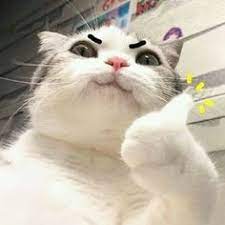  17 Ide Kucing Meme Humor Hewan Meme Binatang Humor Hewan Lucu