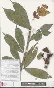 Image result for Gilbertiodendron