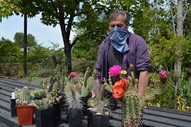 Shop the planet desert cactus collection for unique and beautiful cacti to add to your gymnocalycium is a genus of about 70 south american species. Why Grow Cactus Plants In Oregon Because We Can Oregonlive Com