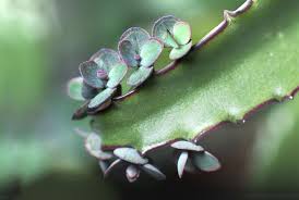 Read on to learn more about growing cactus and succulent plants indoors. What Is The Name Of A Succulent Plant That Makes Tiny Baby Plants On The Edge Of Its Leaves