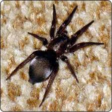 Check spelling or type a new query. Spiders Of Oregon What S Lurking In Your Home Or Garden Oregonlive Com