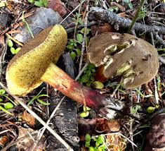 Image result for Xerocomellus diffractus