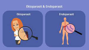 Parasitismus ist ein zusammenleben von organismen verschiedener arten mit einseitigem nutzen für eine art, dem parasiten. Parasitismus Definition Beispiele Und Parasiten Mit Video Mit Video