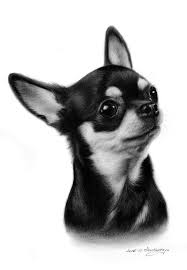 Artist Danguole Serstinskaja Www Petdrawings Net Cute Dog Drawing Chihuahua Drawing Chihuahua Art