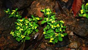 Image result for Euploca katangensis