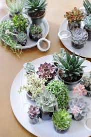 Succulents Table Display Or Centerpiece Succulents Plants Planting Succulents