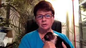 Maybe you would like to learn more about one of these? Teacup Pig For Sale Teacup Pigs