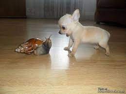 25 Fotos De Animales Que Te Alegraran El Dia Cute Animals Cute Baby Animals Funny Animals