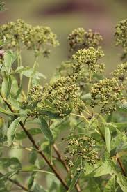 Image result for Heteromorpha stenophylla