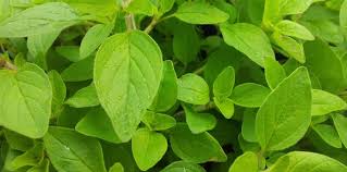 Bulleen Art Garden Page 9 Of 31 Garden Natural Aromatherapy Aromatherapy Supplies