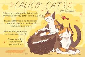 He's active, but good with kids and other pets. Calico Cats Details And Breeds