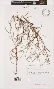 Image result for Chamaecrista fenarolii