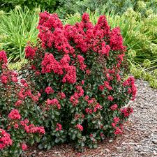 Image result for Lagerstroemia