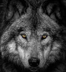 Wolf Pictures Wolf Images Cool Wildlife Wolf Pictures Wolf Spirit Animal Animals