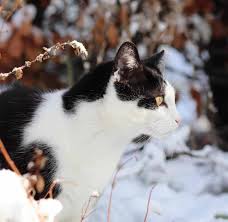 Maybe you would like to learn more about one of these? How To Stop Cats Pooping In The Garden Bytherfarm Com