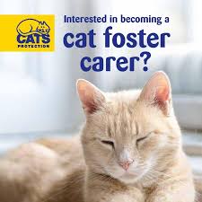 Most cats don't want onlookers during birth, but sometimes they need help. Could You Foster Cats