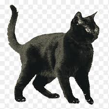 Bombay Kedi Rus Mavi Britanya Ile Ilgili Stenografi Amerikan Stenografi Birman Kedisi Yavru Kedi Memeli Kedi Gibi Memeli Png Pngegg