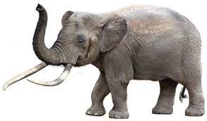 Maybe you would like to learn more about one of these? Cyprus Dwarf Elephant Sciifii Idea Wiki Fandom