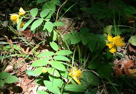 Venduta in vaso diametro 9cm circa. Hypericum Calycinum Wikimedia Commons