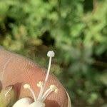 Image result for Merremia pterygocaulos