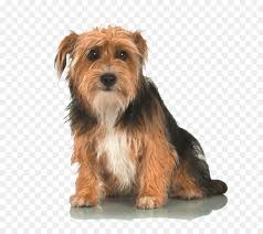 Norwich Terrier Yorkshire Terrier Glen Of Imaal Terrier Norfolk Terrier Australian Silky Terrier Welpen Png Herunterladen 767 800 Kostenlos Transparent Glen Of Imaal Terrier Png Herunterladen