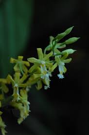 Image result for Ancistrorhynchus tenuicaulis