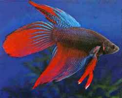Binatang bertulang belakang yang hidup dalam air, berdarah dingin, umumnya bernapas dengan insang, biasanya. Ikan Laga Hidayahsaid Flickr