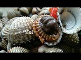 Cara sis basuh kerang lebih kurang. Cara Basuh Kerang Cuci Kerang Dengan Bersih Sekali Sangat Efisien Asmr Video Youtube