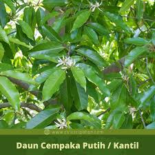 Di indonesia sendiri belum ada dialam liar maupun di hutan. Ciri Ciri Pohon Ciri Ciri Daun Bunga Buah Dan Pohon Facebook