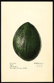 I like using frozen fruit in smoothies instead of ice, as it gives me the texture i want without watering down the. Lula Avocado Wikipedia