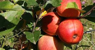 La Pomme Golden Rouge Verte Le Fruit D Automne Bon Pour La Sante
