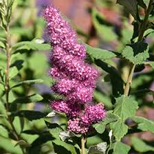Image result for Spiraea douglasii