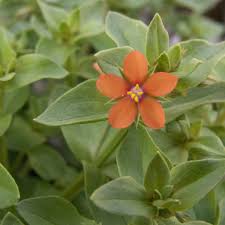 Image result for Anagallis barbata