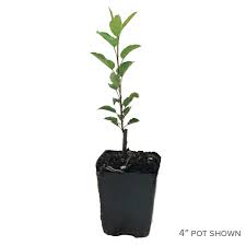 Create abundant and flavorful fruits and keep your tree healthy with this organic plant food. Gala Apple Tree On The Tree Guide At Arborday Org