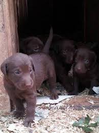 Explore more about silver labrador puppies for sale in nc and learn about the other great labrador puppies we offer, including black, yellow and chocolate. Chocolate Lab Pups Pets And Animals For Sale North Carolina